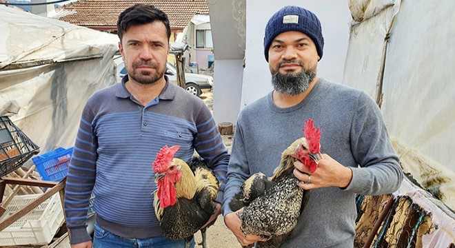 Yurt dışına Denizli horozu ve yumurtasını satıyor