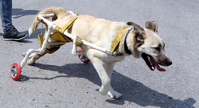 Yürüteç yapılan köpek, hayata tutunamadı