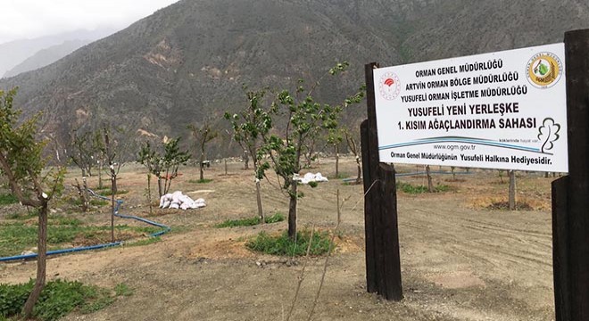 Yusufeli'nde ağaçlar yeni yerleşim yerine taşınıyor