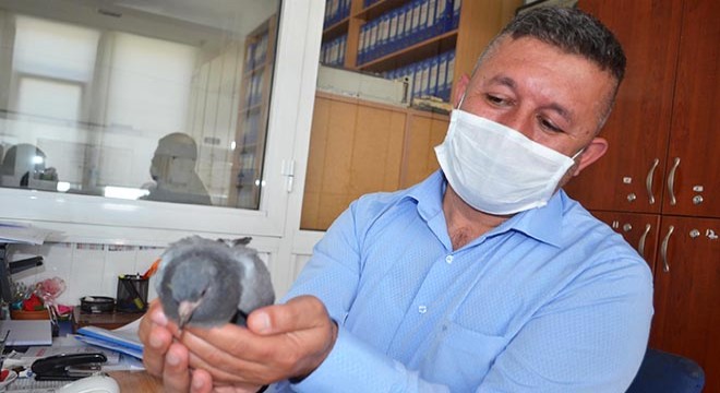 Yuvasından düşen yavru güvercine sahip çıktı