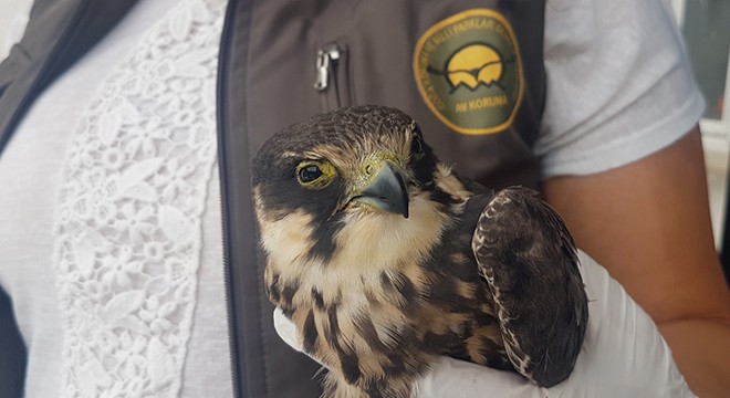 Yuvasından düşen yavru şahin, korumaya alındı