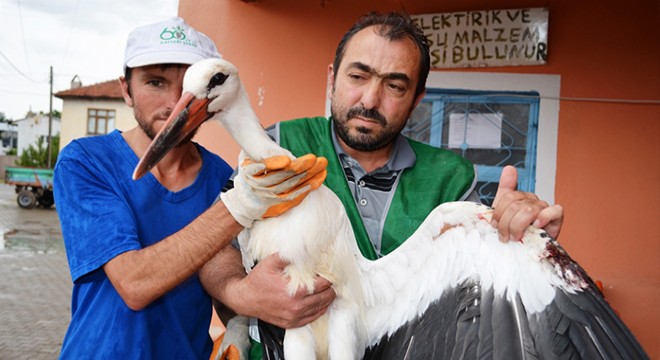 Yuvasından düşen leylek tedaviye alındı