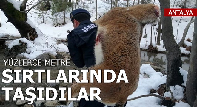 Yüzlerce metre sırtlarında taşıdılar