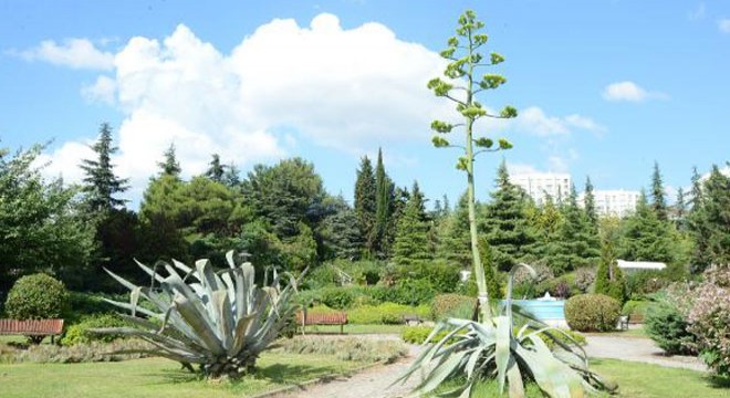 Yüzyıl bitkisi 21 yıl sonra Beylikdüzü’nde çiçek açtı