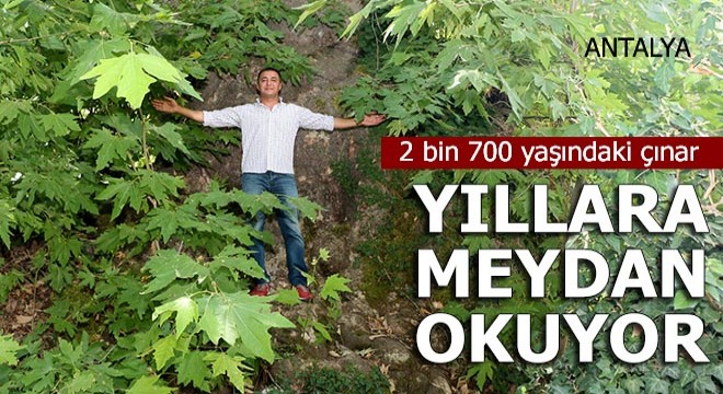 2 bin 700 yaşındaki çınar, yıllara meydan okuyor