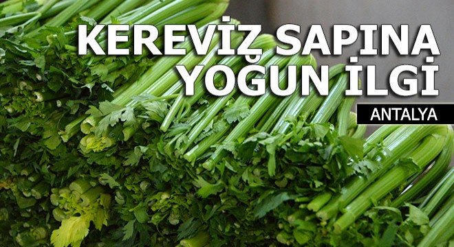 Zayıflattığı söylenen kereviz sapına Antalya'da yoğun ilgi