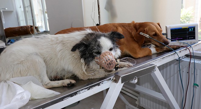 Zehirlendiği iddia edilen 2 köpek daha öldü