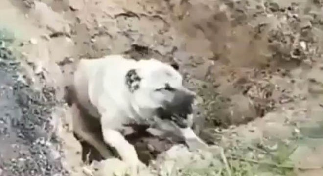 Zehirlendiği öne sürülen köpeğin sahibi serbest kaldı