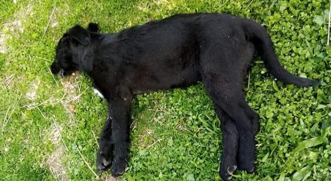 Zehirlenen 2 yavru köpek telef oldu