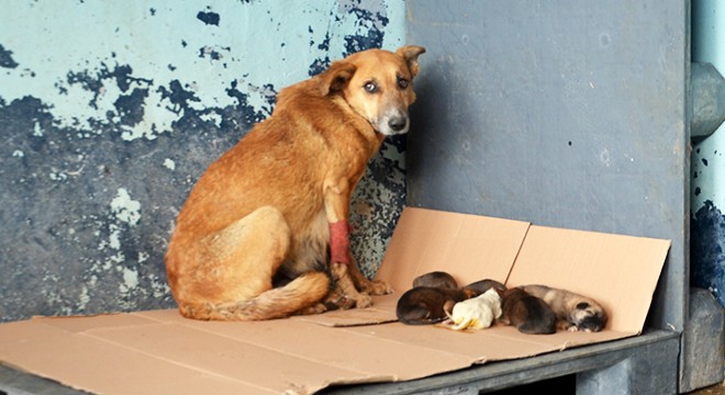 Zehirlenen hamile köpek, 5 yavru dünyaya getirdi