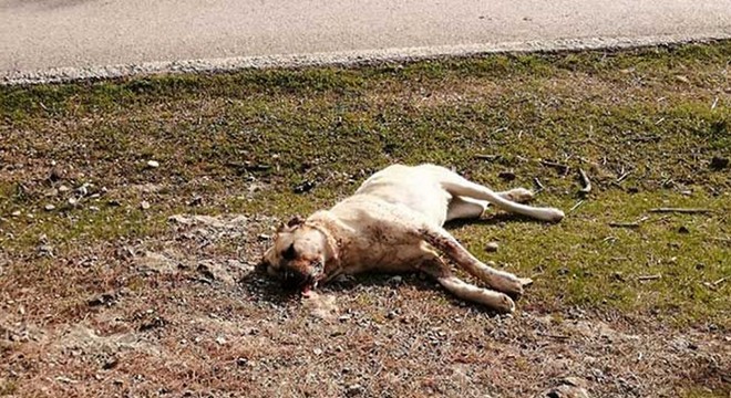 Zehirli balık kafalarından yiyen 8 çoban köpeği zehirlenerek öldü