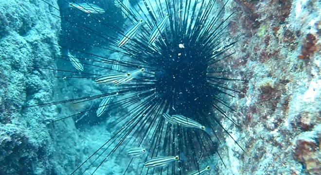 Zehirli deniz kestanesi Akdeniz ve Ege'ye yayıldı