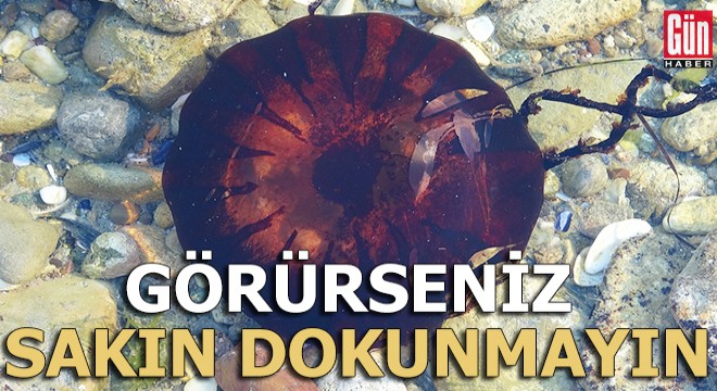 Zehirli denizanalarını görürseniz sakın dokunmayın!