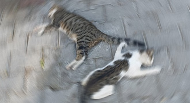 Zehirli yiyecek verilen 2 kedi öldü