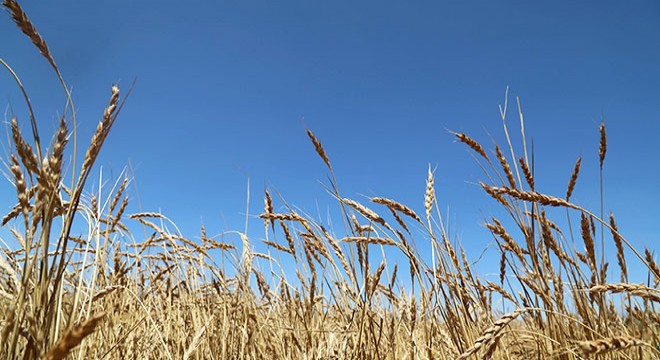 Zeron buğdayının hasadı yapıldı