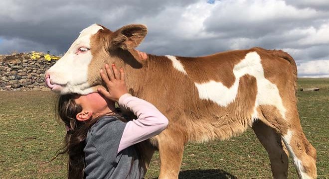 Zeynep'ten buzağılarına duygulu veda