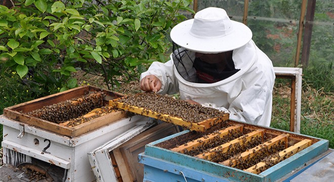 Zeytin ağacındaki arı kolonisi, kovana alındı