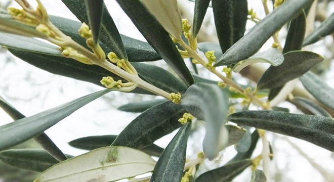 Zeytin ağaçlarında çiçeklenme erken başladı