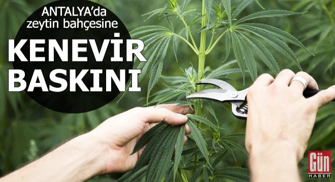 Zeytin bahçesine kenevir baskını
