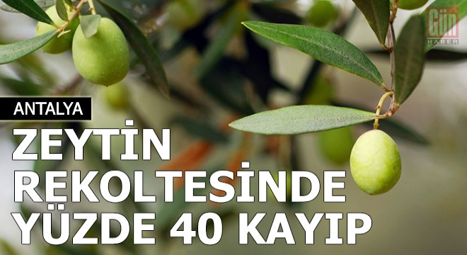 Zeytin rekoltesinde yüzde 40 kayıp