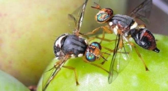 Zeytin sineğiyle mücadele çağrısı