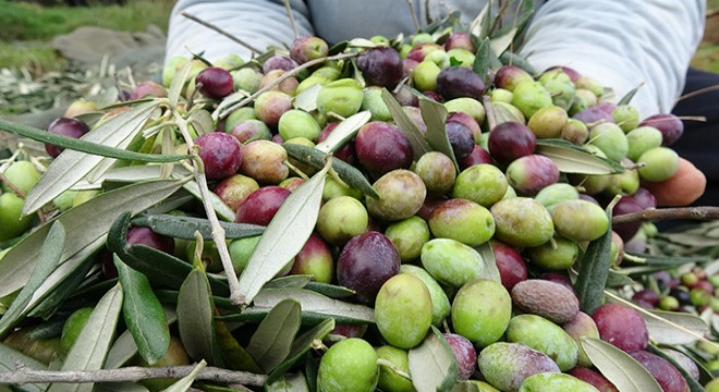 Zeytin yeterli soğuk almadı, üretici de ürün endişesi başladı