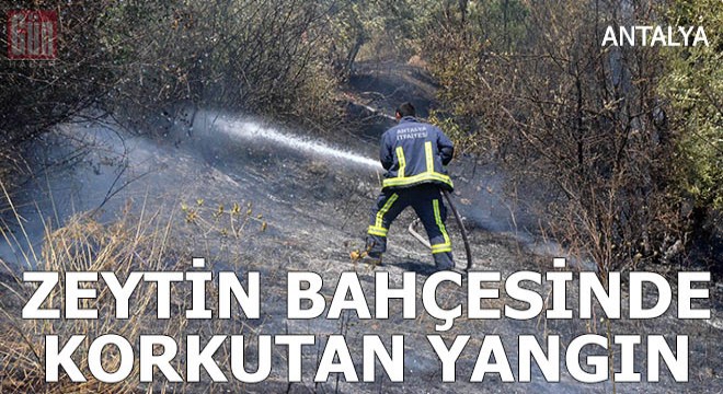 Zeytin bahçesinde korkutan yangın