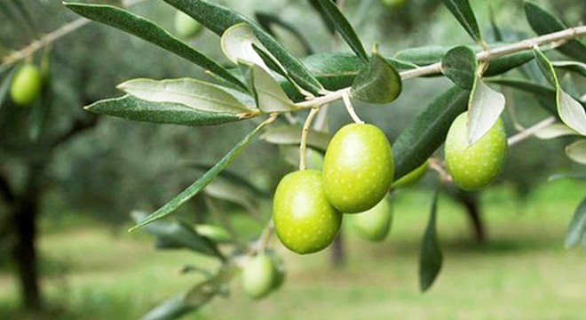 Zeytin topladığı ağaçtan düşerek öldü