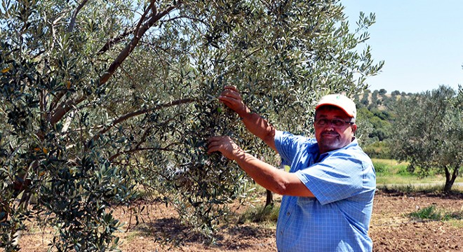 Zeytin üreticisinin  düşük rekolte  sıkıntısı