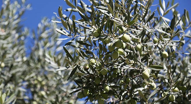 Zeytinde iklim etkisi ile rekoltede yüzde 30 kayıp