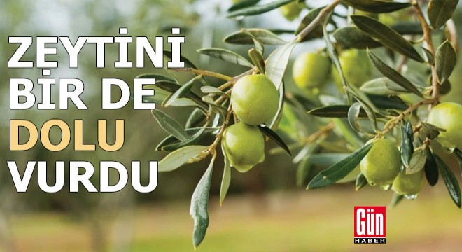 Zeytini bir de dolu vurdu