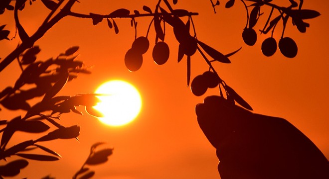 Zeytinin en iyi fotoğrafını çektiler