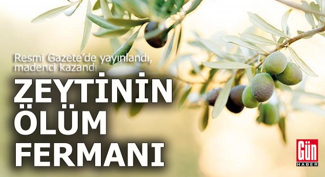 Zeytinin ölüm fermanı...