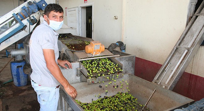 Zeytinin rekoltesi düştü, yağının fiyatları arttı