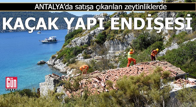 Zeytinliklerin satışa çıkarılması 'kaçak yapı' endişesine yol açtı