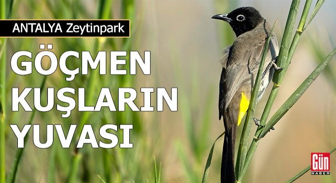 Zeytinpark, göçmen kuşların yuvası oldu