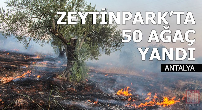 Zeytinpark'ta 50 zeytin ağacı yandı