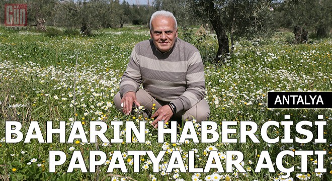 Zeytinpark'ta baharın müjdecisi papatyalar açtı