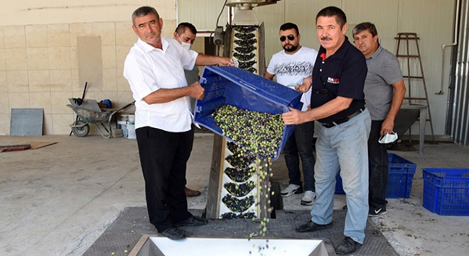 Zeytinyağı fabrikasında deneme üretimi