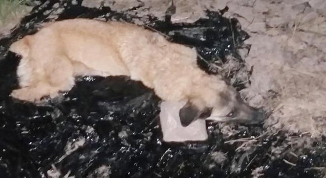Zifte yapışan köpeği itfaiyeciler kurtardı