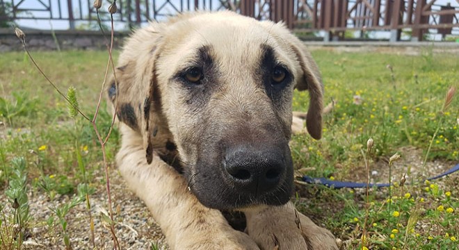 Zifte yapışan köpek sahiplendirildi