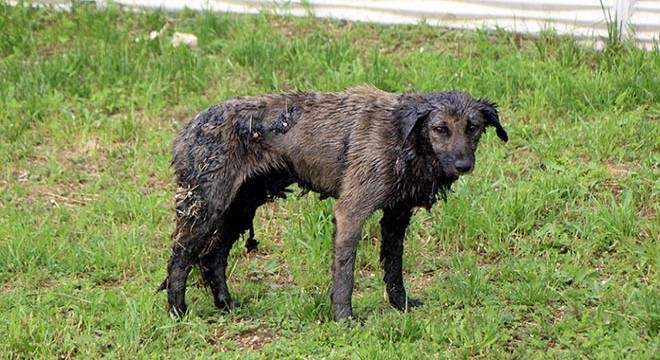 Zifte bulanan köpek 3,5 saatte temizlenip, tedaviye alındı