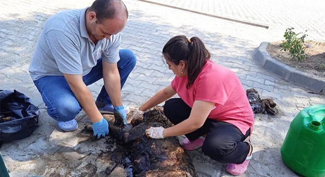 Zifte yapışan köpek ile 3 yavrusu kurtarıldı, 3 ü ise öldü