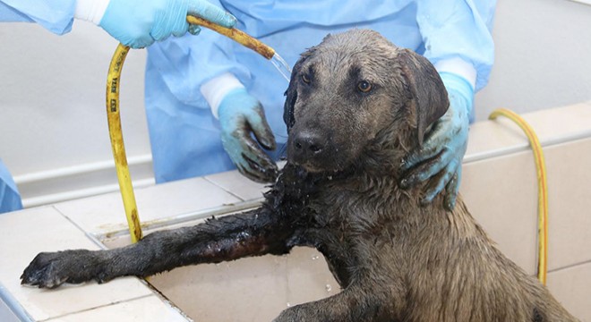 Ziftten kurtarılan köpek bakıma alındı