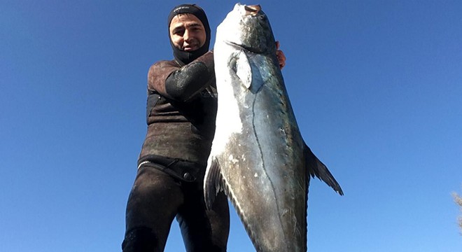 Zıpkınla 40 kiloluk liça balığı avladı