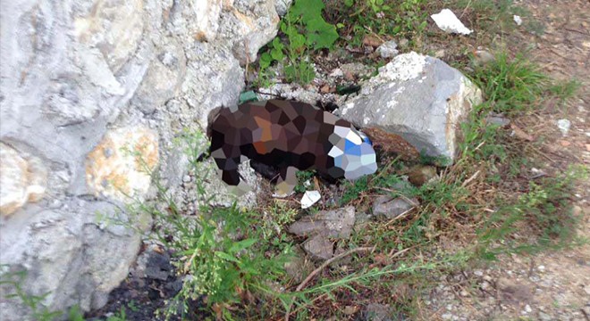 Zonguldak’ta sokak köpeğine işkence iddiası