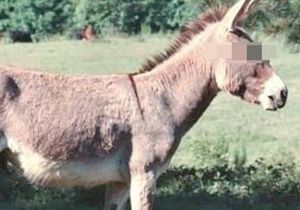 Bir adam eşekle yatakta basıldı, polise şöyle dedi;