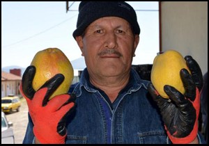 Korkuteli'den elma ve armut ihracatı