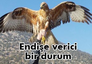 Doğal hayat köşeye sıkıştı