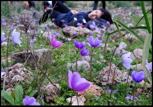 Antalya da anemonlar açtı